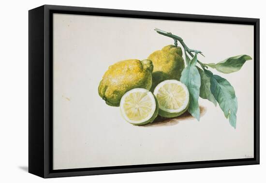 Lemons, 1840-Pierre-Joseph Redouté-Framed Premier Image Canvas