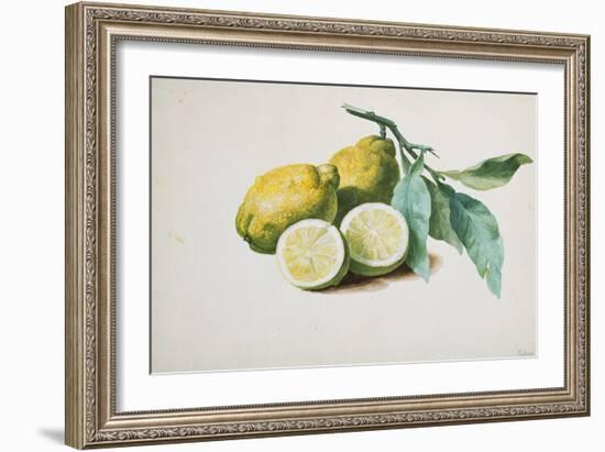 Lemons, 1840-Pierre-Joseph Redouté-Framed Giclee Print