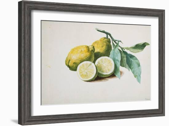 Lemons, 1840-Pierre-Joseph Redouté-Framed Giclee Print