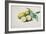 Lemons, 1840-Pierre-Joseph Redouté-Framed Giclee Print