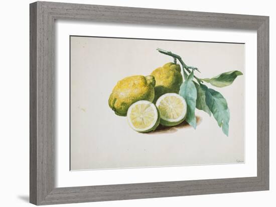 Lemons, 1840-Pierre-Joseph Redouté-Framed Giclee Print