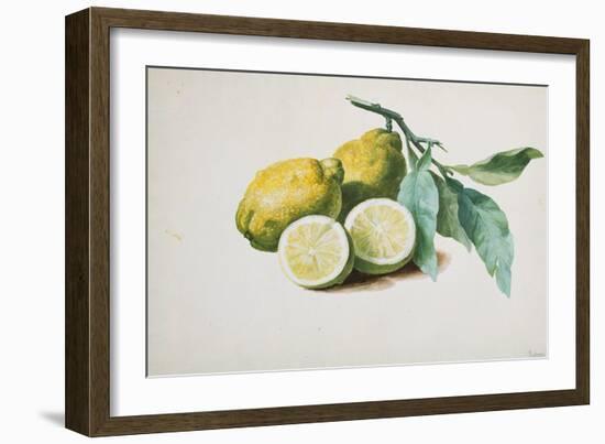 Lemons, 1840-Pierre-Joseph Redouté-Framed Giclee Print