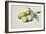 Lemons, 1840-Pierre-Joseph Redouté-Framed Giclee Print