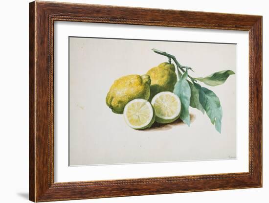 Lemons, 1840-Pierre-Joseph Redouté-Framed Giclee Print