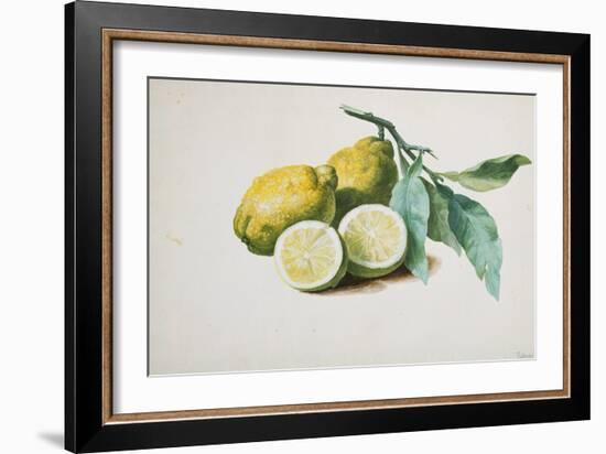 Lemons, 1840-Pierre-Joseph Redouté-Framed Giclee Print