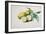 Lemons, 1840-Pierre-Joseph Redouté-Framed Giclee Print