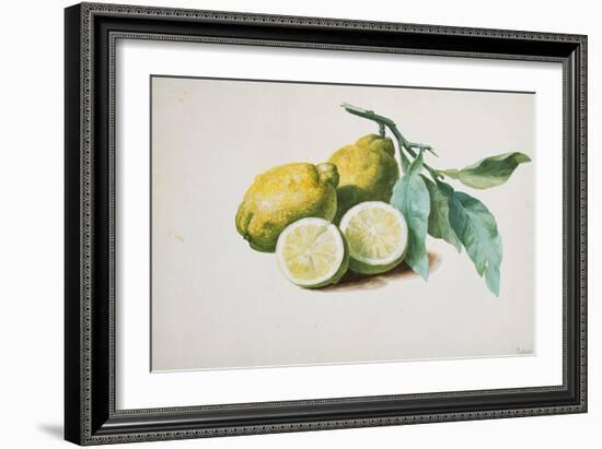 Lemons, 1840-Pierre-Joseph Redouté-Framed Giclee Print