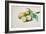 Lemons, 1840-Pierre-Joseph Redouté-Framed Giclee Print