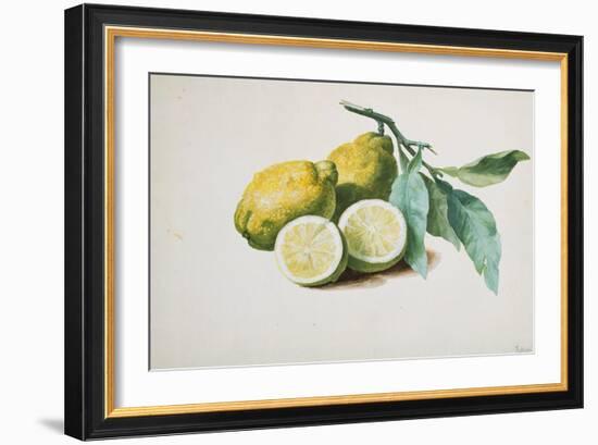 Lemons, 1840-Pierre-Joseph Redouté-Framed Giclee Print