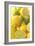 Lemons and Limes Close-Up-null-Framed Photographic Print