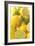 Lemons and Limes Close-Up-null-Framed Photographic Print