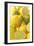 Lemons and Limes Close-Up-null-Framed Photographic Print