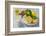 Lemons, Citrus-Press and Juice-Jana Ihle-Framed Photographic Print