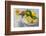 Lemons, Citrus-Press and Juice-Jana Ihle-Framed Photographic Print