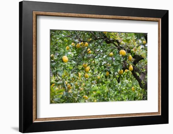 Lemons growing on a tree, Sorrento, Naples, Campania, Italy-Walter Bibikow-Framed Photographic Print