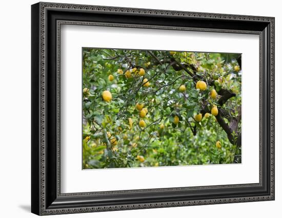 Lemons growing on a tree, Sorrento, Naples, Campania, Italy-Walter Bibikow-Framed Photographic Print