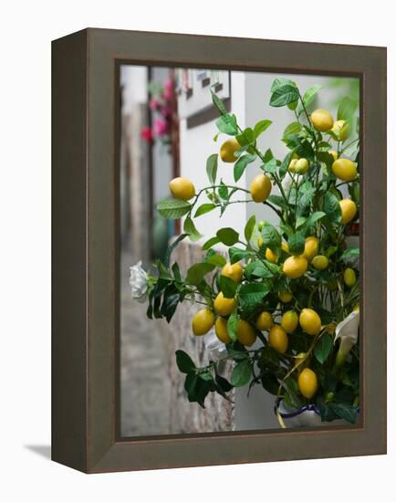 Lemons, Positano, Amalfi Coast, Campania, Italy-Walter Bibikow-Framed Premier Image Canvas