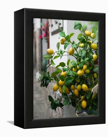 Lemons, Positano, Amalfi Coast, Campania, Italy-Walter Bibikow-Framed Premier Image Canvas