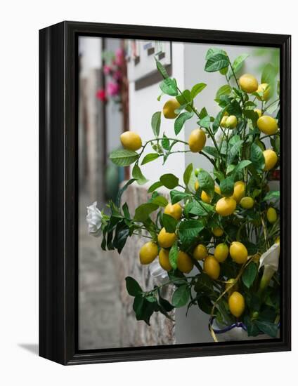 Lemons, Positano, Amalfi Coast, Campania, Italy-Walter Bibikow-Framed Premier Image Canvas