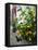 Lemons, Positano, Amalfi Coast, Campania, Italy-Walter Bibikow-Framed Premier Image Canvas