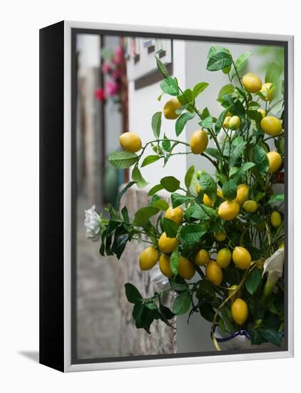 Lemons, Positano, Amalfi Coast, Campania, Italy-Walter Bibikow-Framed Premier Image Canvas