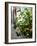 Lemons, Positano, Amalfi Coast, Campania, Italy-Walter Bibikow-Framed Photographic Print