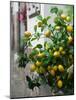 Lemons, Positano, Amalfi Coast, Campania, Italy-Walter Bibikow-Mounted Photographic Print