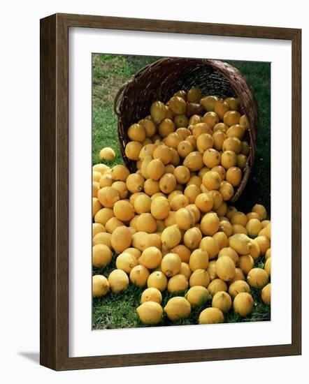 Lemons Spilling from a Basket, Lemon Festival, Menton, Provence, France-Ruth Tomlinson-Framed Photographic Print