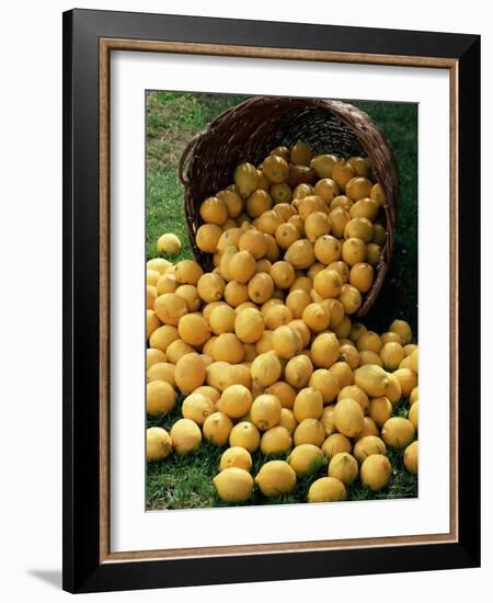 Lemons Spilling from a Basket, Lemon Festival, Menton, Provence, France-Ruth Tomlinson-Framed Photographic Print