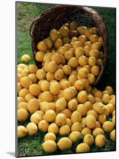 Lemons Spilling from a Basket, Lemon Festival, Menton, Provence, France-Ruth Tomlinson-Mounted Photographic Print