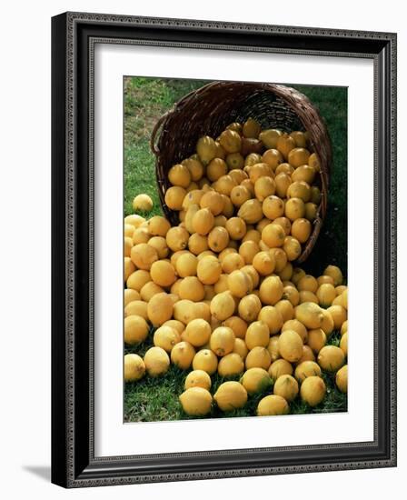 Lemons Spilling from a Basket, Lemon Festival, Menton, Provence, France-Ruth Tomlinson-Framed Photographic Print