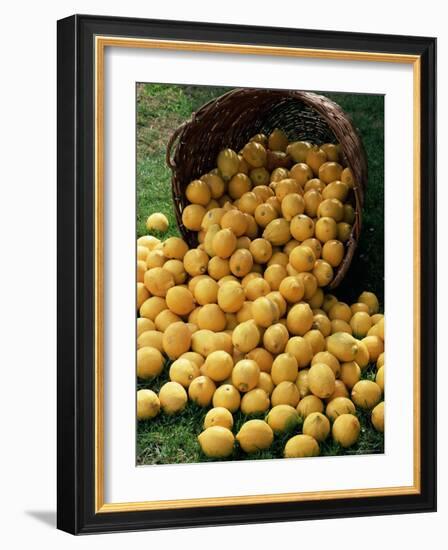 Lemons Spilling from a Basket, Lemon Festival, Menton, Provence, France-Ruth Tomlinson-Framed Photographic Print