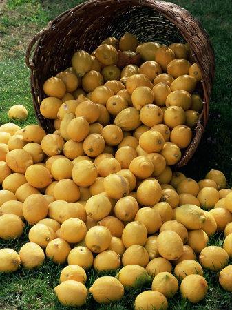 Lemons Spilling from a Basket, Lemon Festival, Menton, Provence, France'  Photographic Print - Ruth Tomlinson | Art.com