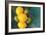 Lemons-Karyn Millet-Framed Premium Photographic Print