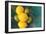 Lemons-Karyn Millet-Framed Premium Photographic Print