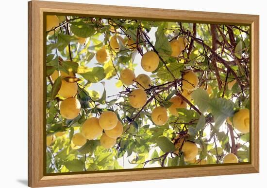 Lemons-Victor De Schwanberg-Framed Premier Image Canvas