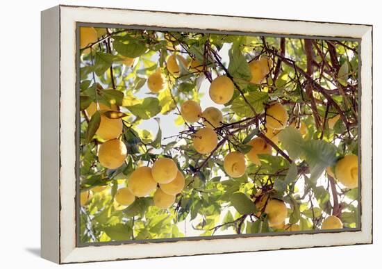 Lemons-Victor De Schwanberg-Framed Premier Image Canvas
