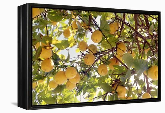 Lemons-Victor De Schwanberg-Framed Premier Image Canvas