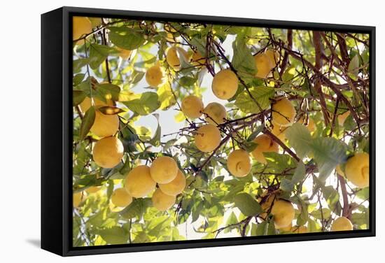 Lemons-Victor De Schwanberg-Framed Premier Image Canvas