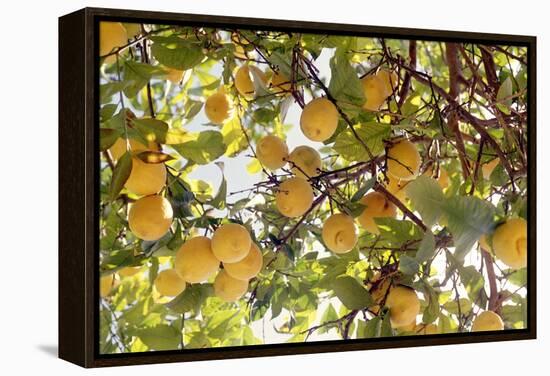 Lemons-Victor De Schwanberg-Framed Premier Image Canvas