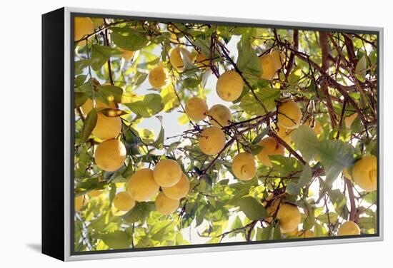 Lemons-Victor De Schwanberg-Framed Premier Image Canvas