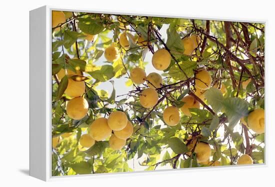 Lemons-Victor De Schwanberg-Framed Premier Image Canvas