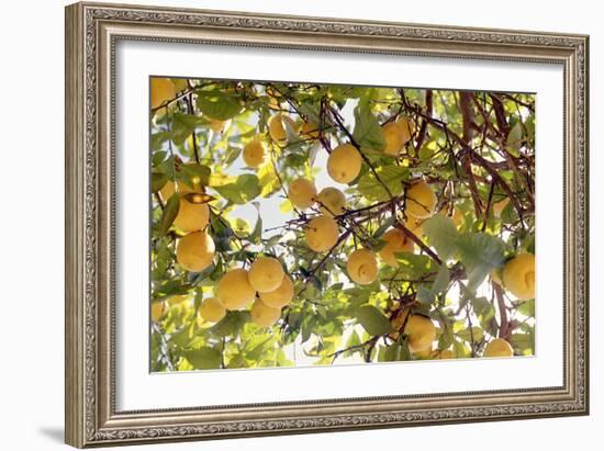 Lemons-Victor De Schwanberg-Framed Photographic Print