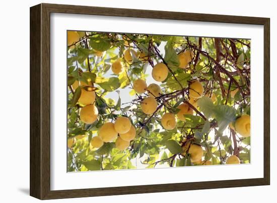 Lemons-Victor De Schwanberg-Framed Photographic Print