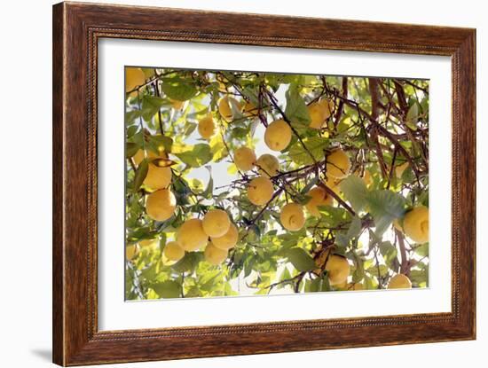 Lemons-Victor De Schwanberg-Framed Photographic Print