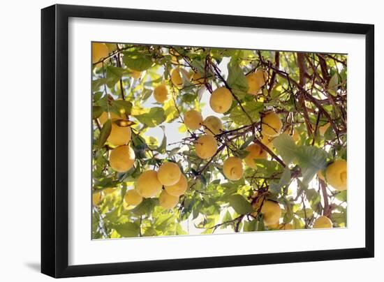 Lemons-Victor De Schwanberg-Framed Photographic Print