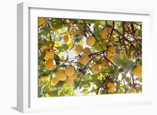 Lemons-Victor De Schwanberg-Framed Photographic Print