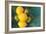 Lemons-Karyn Millet-Framed Photographic Print