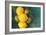 Lemons-Karyn Millet-Framed Photographic Print