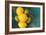 Lemons-Karyn Millet-Framed Photographic Print